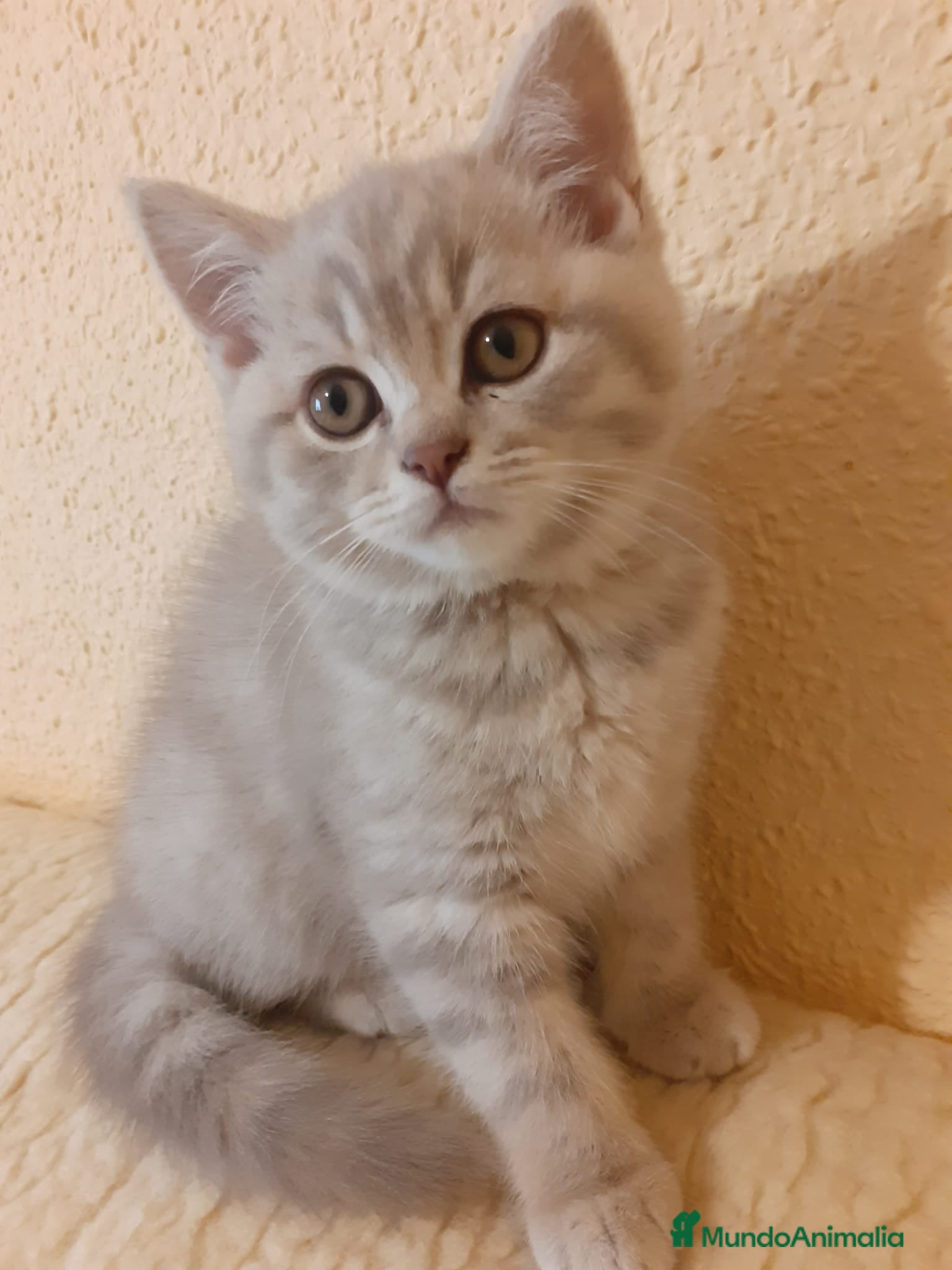 Británico de Pelo Corto gatos Encantadores Britthis lilac tabby en Madrid - Anuncio 2