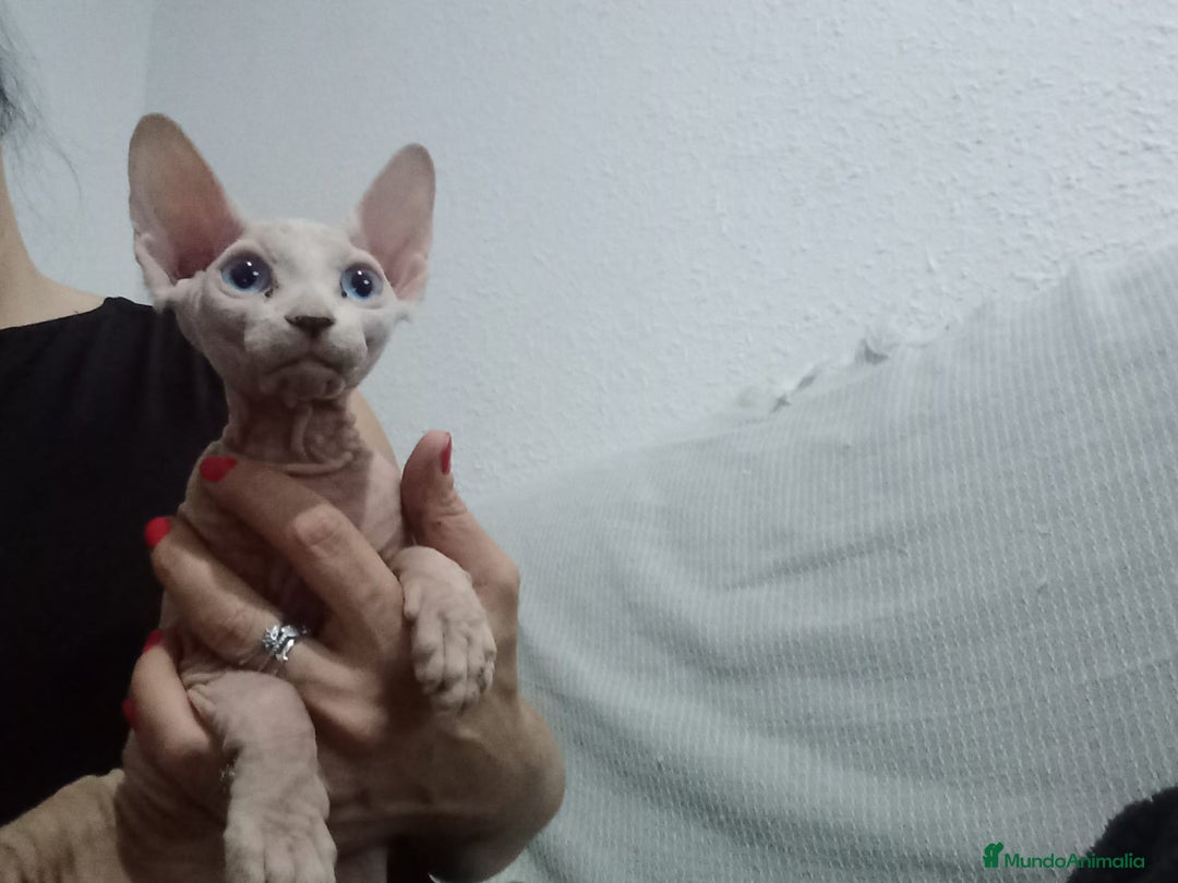 Sphynx gatos en venta: Gatitos sphyng  - Imagen 3