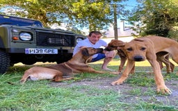 Rhodesian Ridgeback perros en adopcion: Adopción responsable – Rhodesian Ridgebacks  - Imagen 2