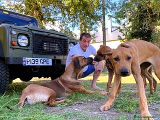 Rhodesian Ridgeback perros - Anuncio 5