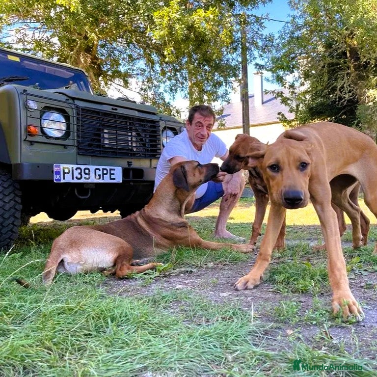 Rhodesian Ridgeback perros en adopcion: Adopción responsable – Rhodesian Ridgebacks  - Anuncio 1