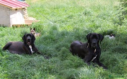 Dogo Alemán perros en venta: Dogo aleman / gran danés  - Imagen 6