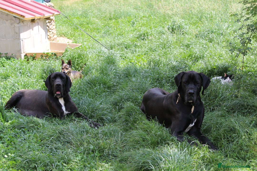 Dogo Alemán perros en venta: Dogo aleman / gran danés  - Imagen 6