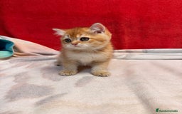 Británico de Pelo Corto gatos en venta: Monísimos British Golden  - Imagen 3