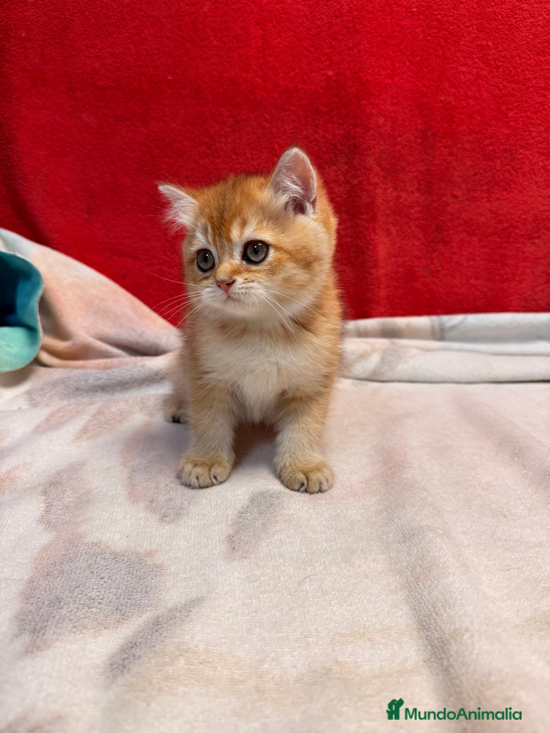 Británico de Pelo Corto gatos en venta: Monísimos British Golden  - Imagen 3