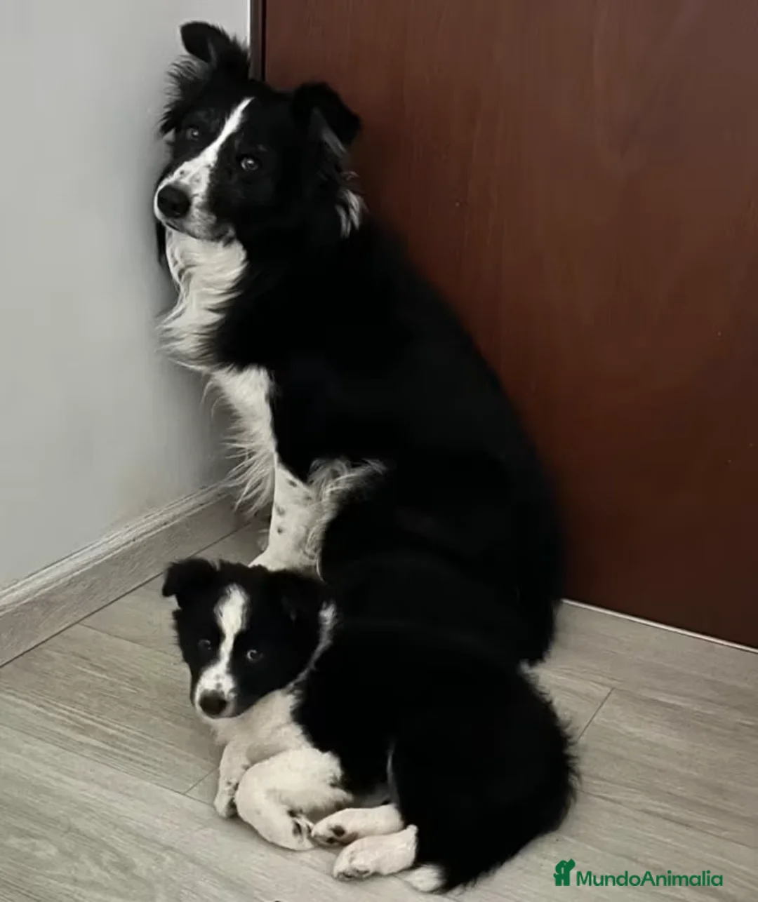 Border Collie perros en venta: BORDER COLLIE TODA ESPAÑA  - Anuncio 1