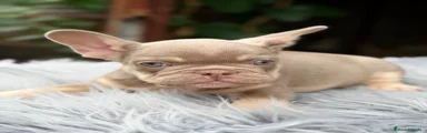 Bulldog Francés 3