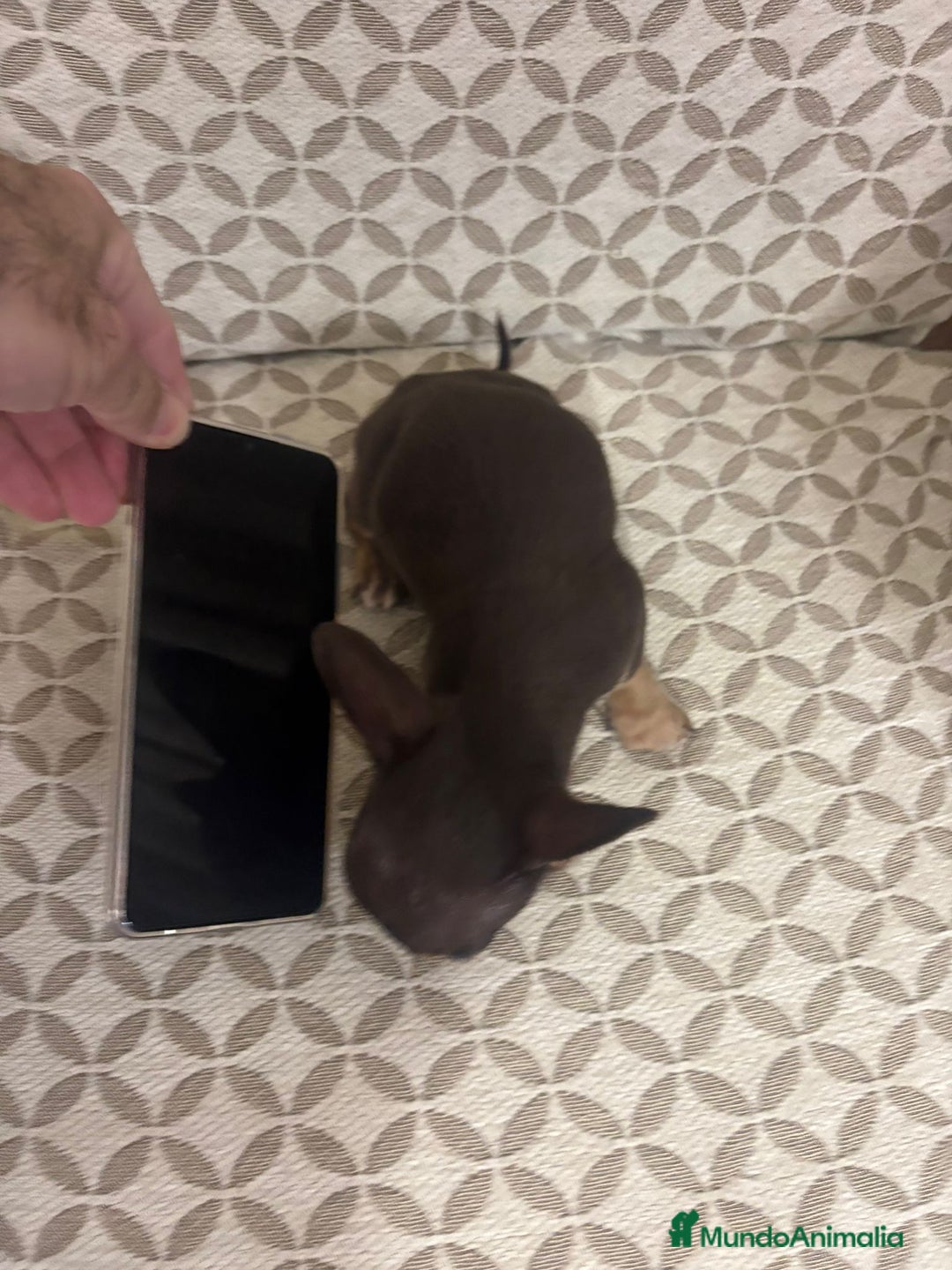 Chihuahua perros en venta: Chihuahua mini toy cabeza manzana  - Anuncio 8