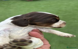 Cocker Spaniel Inglés perros en venta: Exclusivos 3 machos de cocker bicolor chocolate!! - Imagen 8