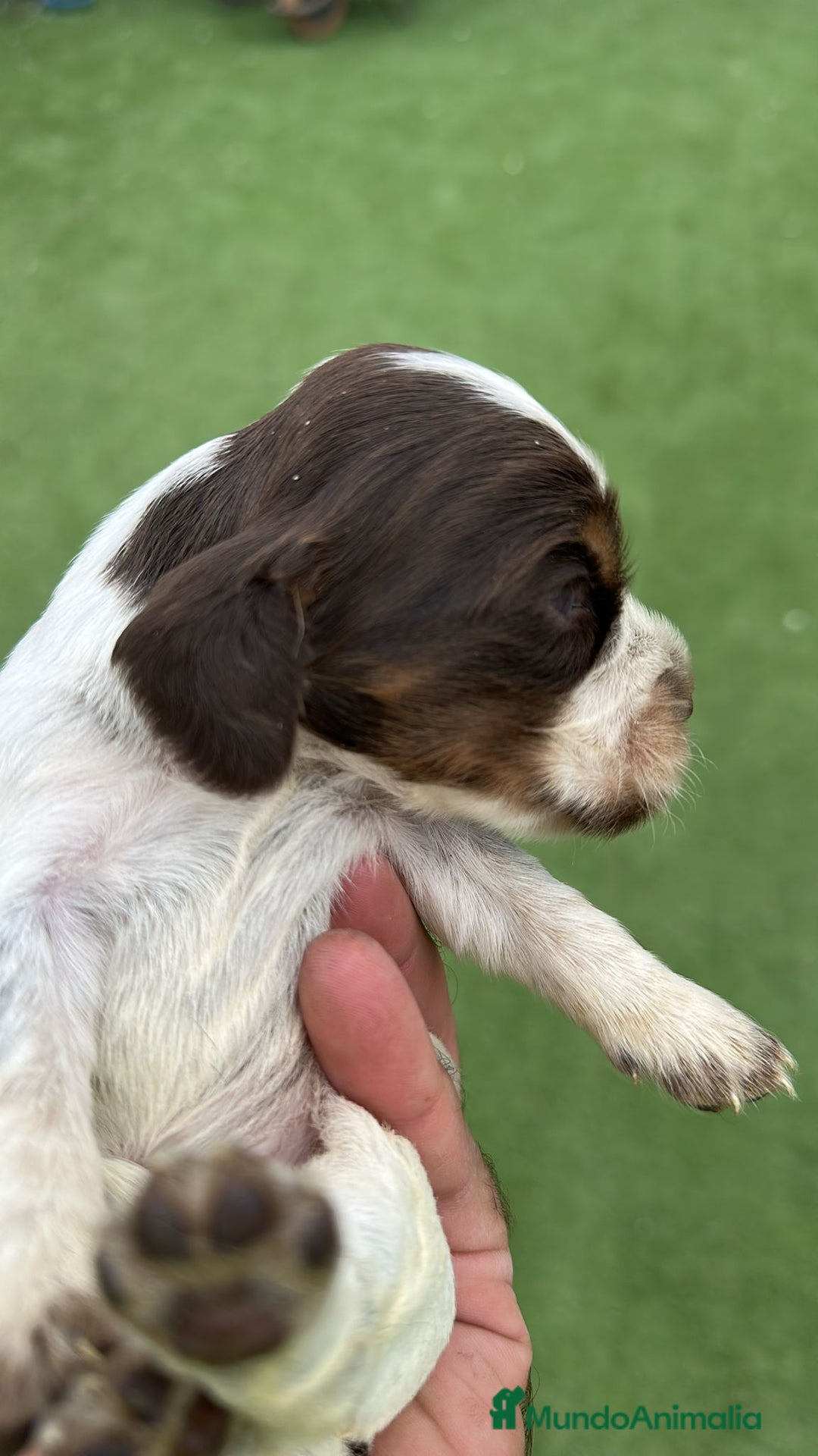 Cocker Spaniel Inglés perros en venta: Exclusivos 3 machos de cocker bicolor chocolate!! - Imagen 8