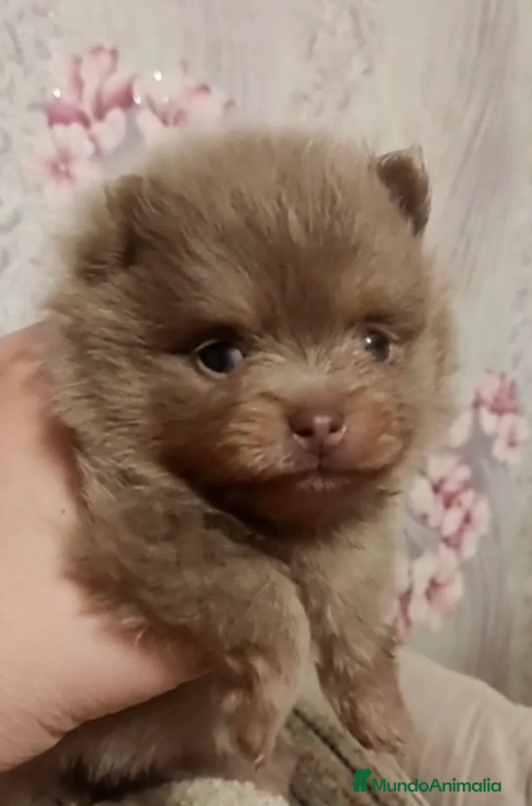 Pomerania perros en venta: Machito exótico lila tan - Anuncio 1