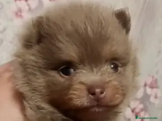 Pomerania perros Machito exótico lila tan - Anuncio 1