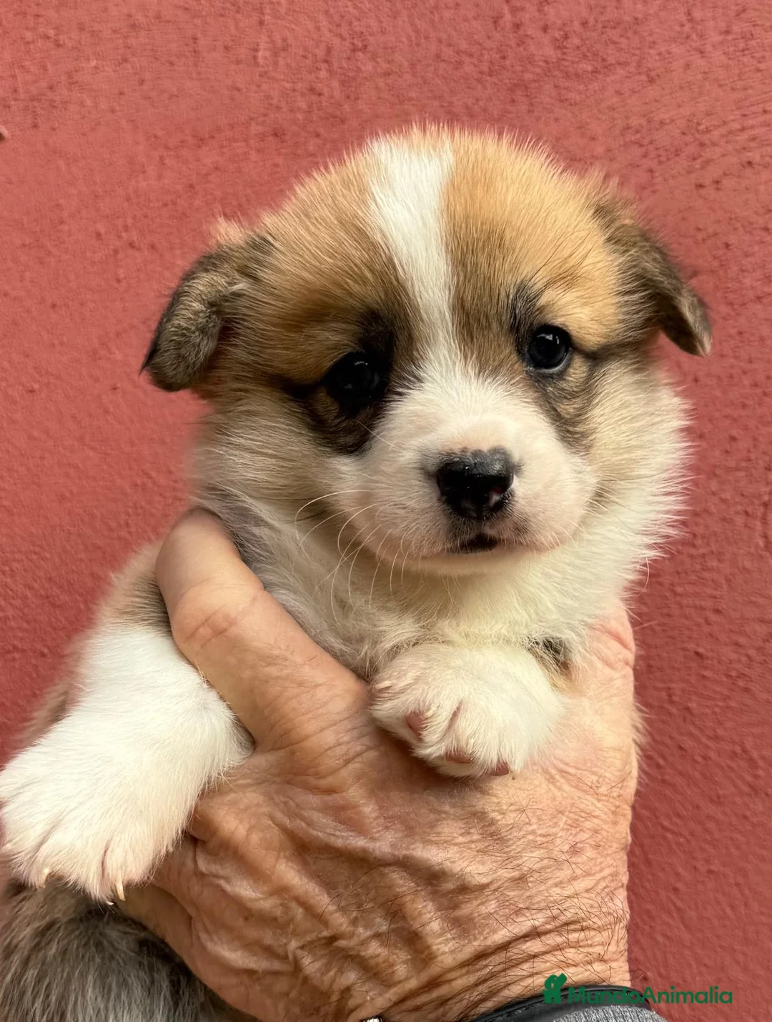 Welsh Corgi Pembroke perros en venta: Cachorros Corgi Pembroke con vacuna barcelona - Anuncio 3