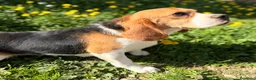 Beagle perros en venta: Beagle en adopción  - Anuncio 3