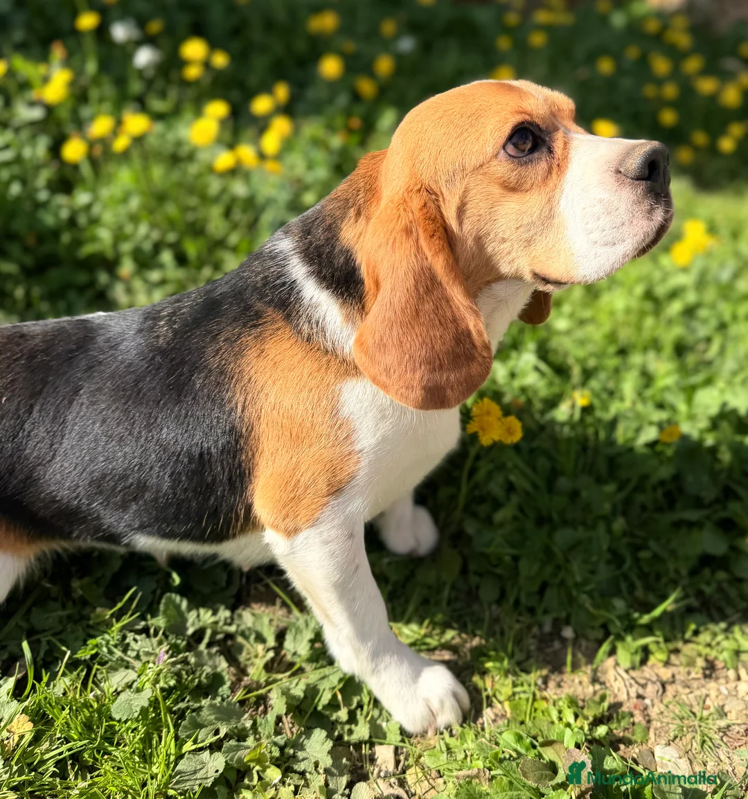 Beagle perros en venta: Beagle en adopción  - Anuncio 3