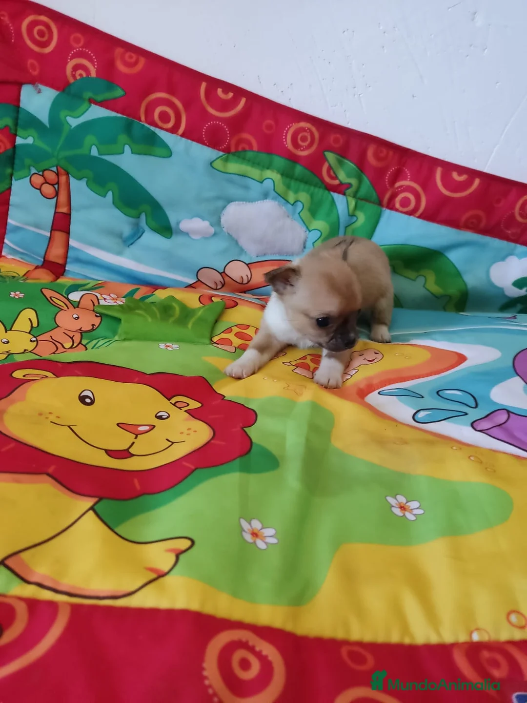 Chihuahua perros en venta: Chihuahuas - Anuncio 3