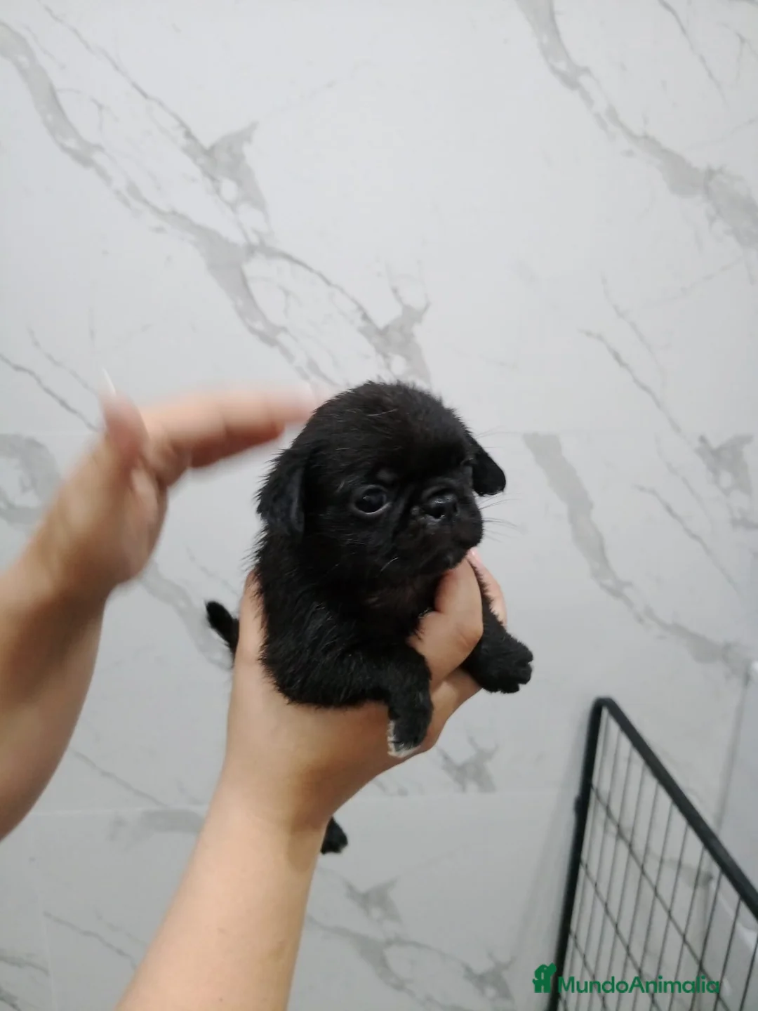Carlino - Pug perros en venta: Carlino-Pug hembra  - Anuncio 2