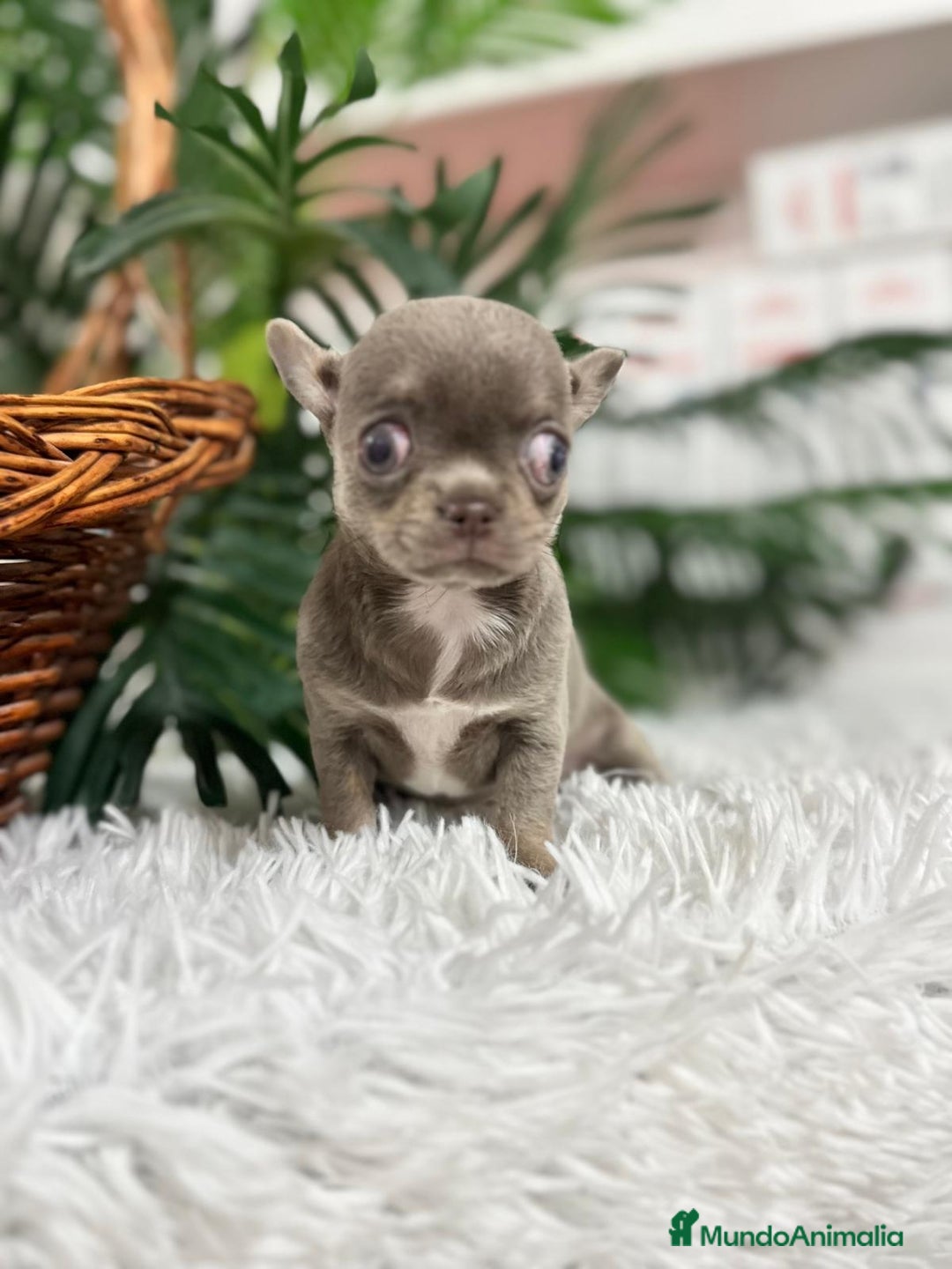 Chihuahua perros en venta: CHIHUAHUA HEMBRA LILAC AND TAN - Anuncio 4