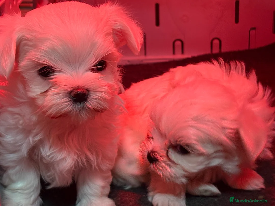 Bichón Maltés perros en venta: BICHON MALTES - Anuncio 12