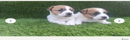 Jack Russell Terrier perros en venta: Jack Russell juguetones  - Anuncio 1