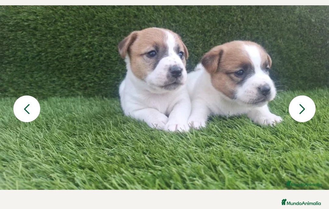 Jack Russell Terrier perros en venta: Jack Russell juguetones  - Anuncio 1