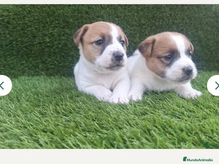 Jack Russell Terrier perros Jack Russell juguetones - Anuncio 4
