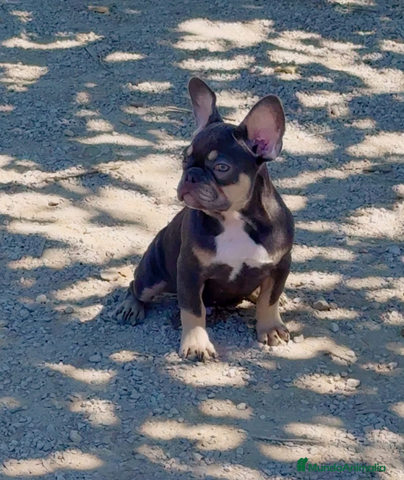Bulldog Francés perros Bulldog francés Blue and tan  - Anuncio 16