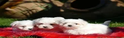 Bichón Maltés perros en venta: Bichon maltés macho - cachorro - Anuncio 1