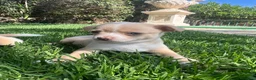 Chihuahua perros en venta: Precisos chichuahuas - Anuncio 1