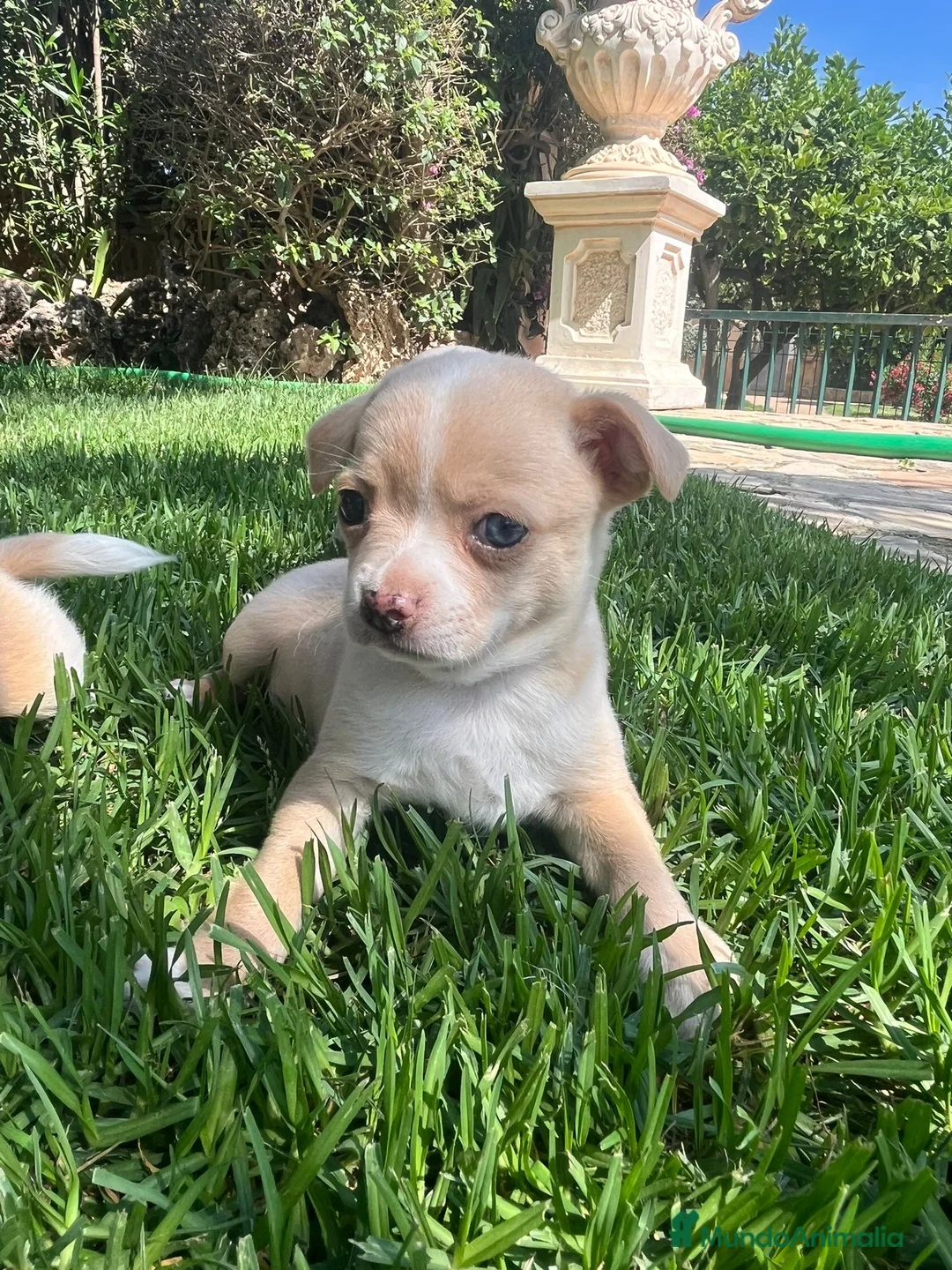 Chihuahua perros en venta: Precisos chichuahuas - Anuncio 1