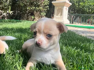Chihuahua perros Precisos chichuahuas - Anuncio 1