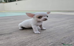 Chihuahua perros en venta: CHIHUAHUA HEMBRA - Imagen 2