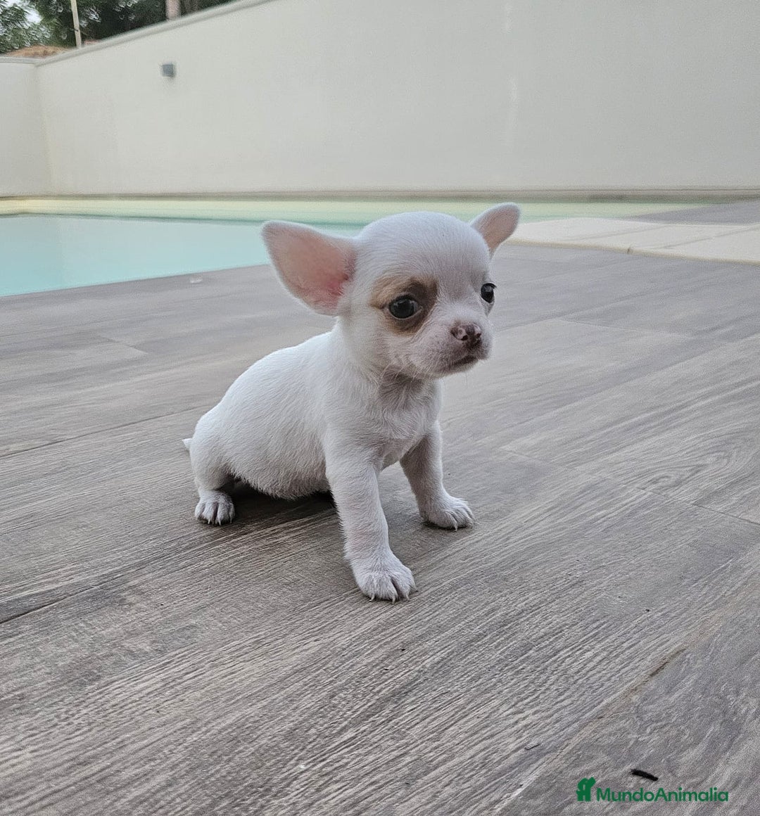 Chihuahua perros en venta: CHIHUAHUA HEMBRA - Imagen 2