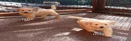 Labradoodle perros en venta: Preciosos cachorros labradoodle - Anuncio 2