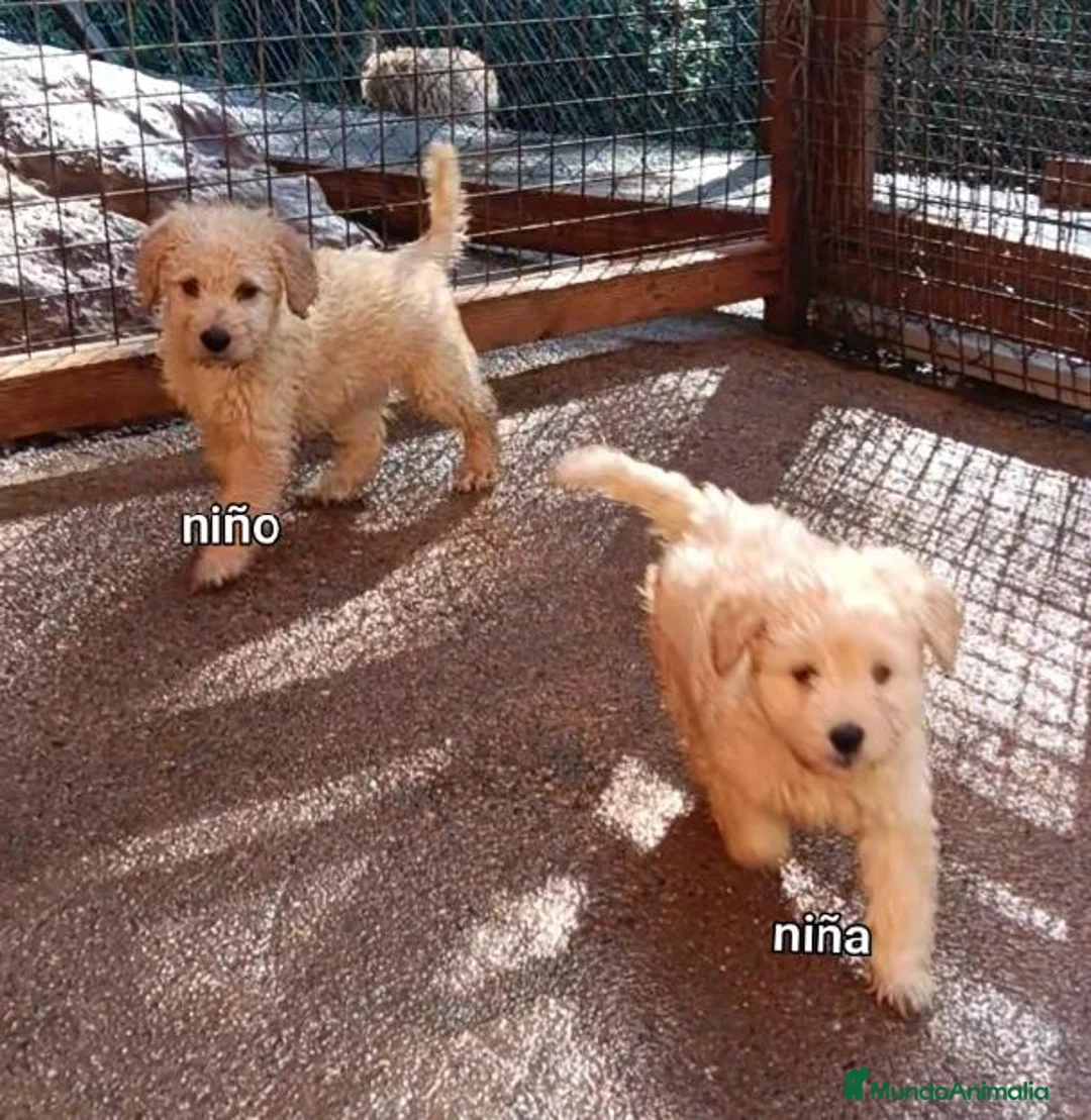 Labradoodle perros en venta: Preciosos cachorros labradoodle - Anuncio 2