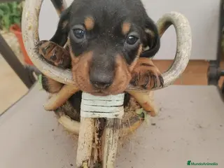 Teckel Miniatura perros Teckel miniatura - Anuncio 4