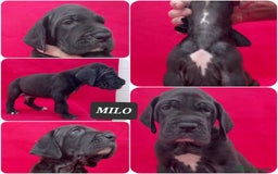 Dogo Alemán perros en venta: Cachorros bebes - Imagen 3