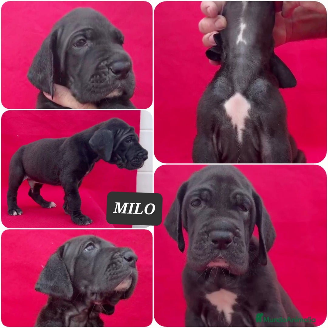 Dogo Alemán perros en venta: Cachorros bebes - Imagen 3