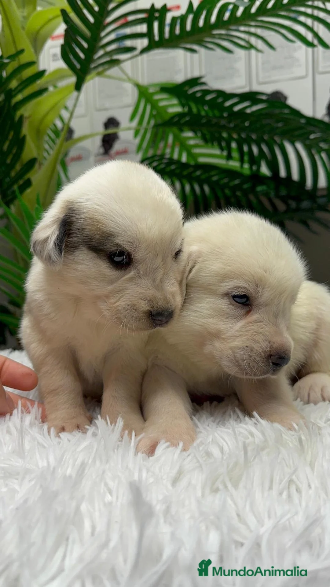 Mastín Español perros en venta: MASTIN ESPAÑOL  - Anuncio 4