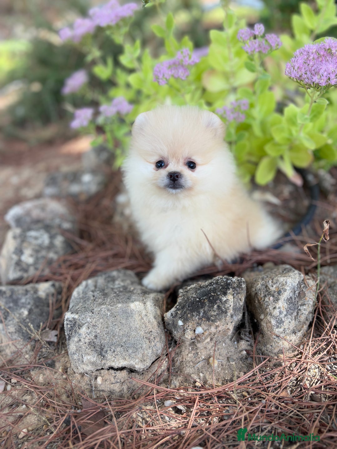 Pomerania perros en venta: Pomerania listos para entregar!!! - Imagen 2