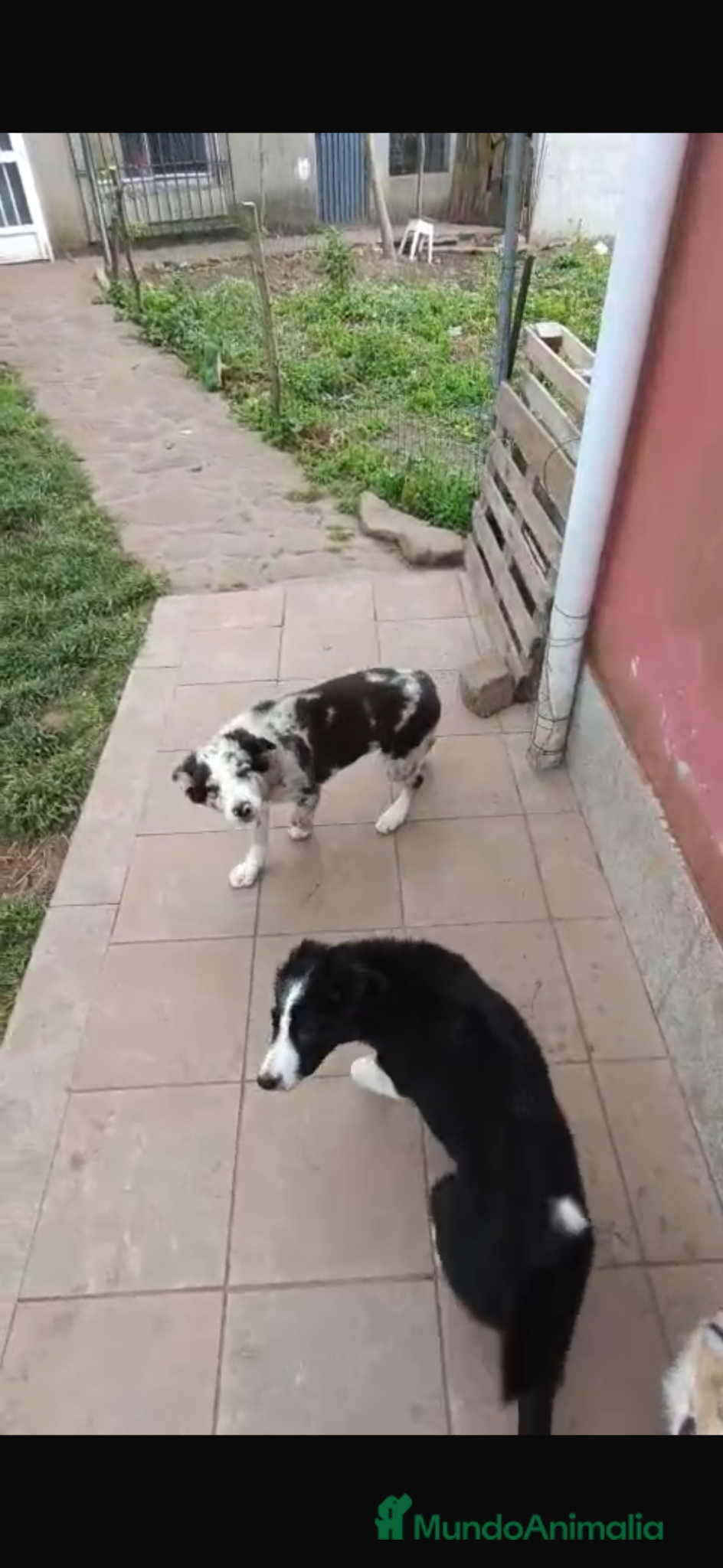 Border Collie perros en venta: border collie  en La Coruña - Anuncio 1