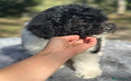 Perro de Agua Español perros en venta: Perro de agua español  - Imagen 3