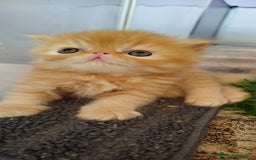 Persa gatos en venta: Gatito Persa Exotico Pura Raza - Imagen 5