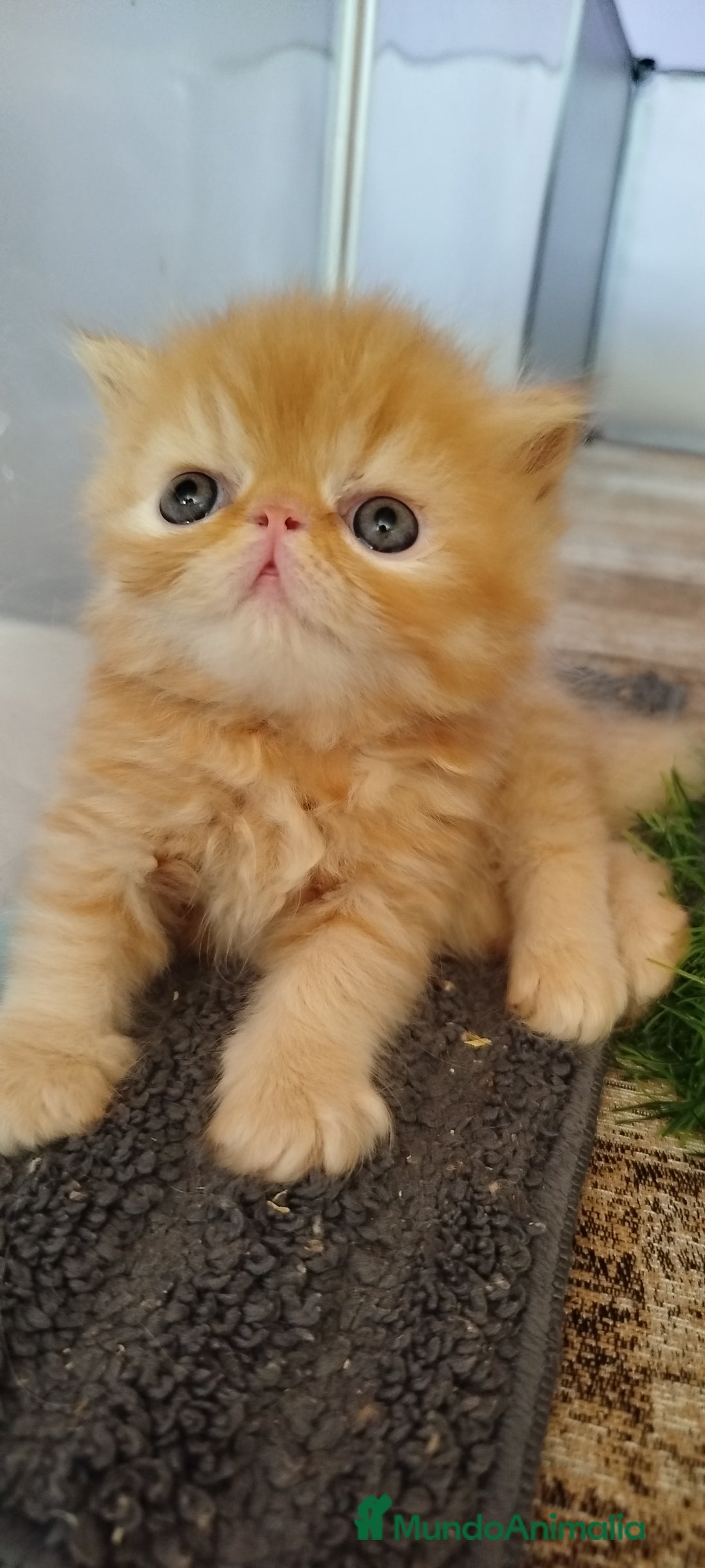 Persa gatos en venta: Gatito Persa Exotico Pura Raza - Imagen 5