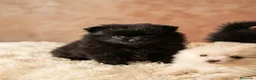 Pomerania perros en venta: Pomerania mini Lulú  - Anuncio 2