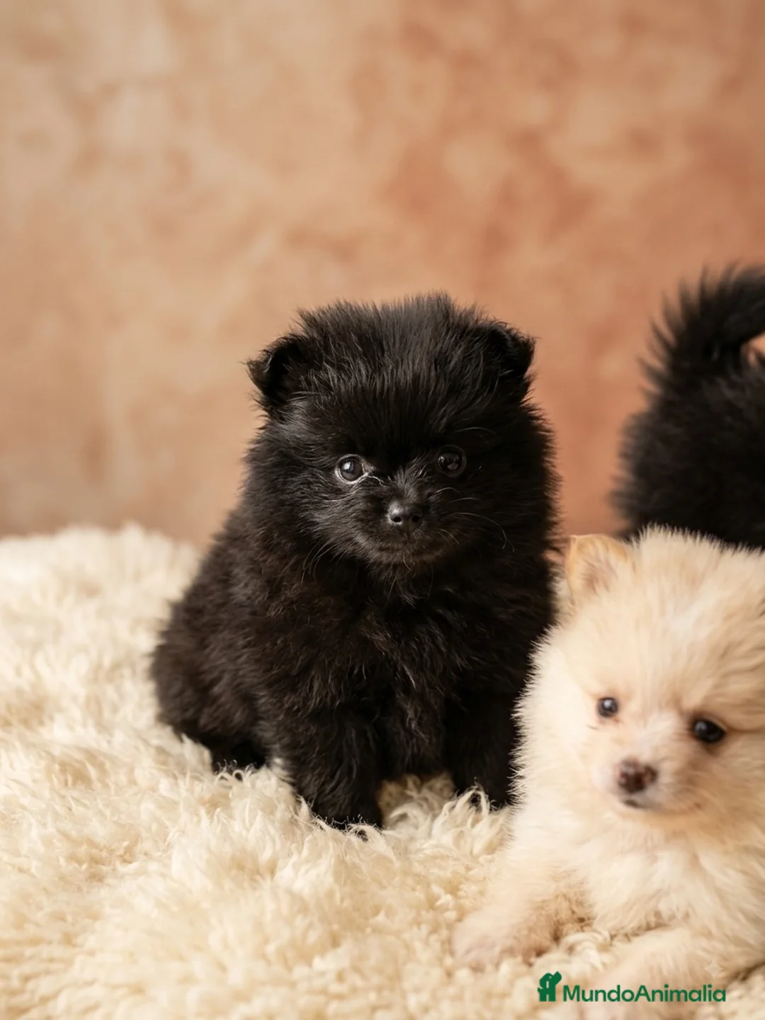 Pomerania perros en venta: Pomerania mini Lulú  - Anuncio 2