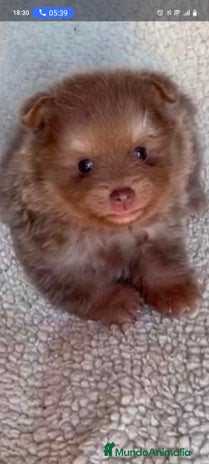 Pomerania perros - Anuncio 15