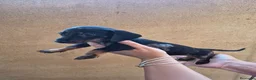 Teckel Miniatura perros en venta: Impresionantes Teckel arlequines minis  - Anuncio 9