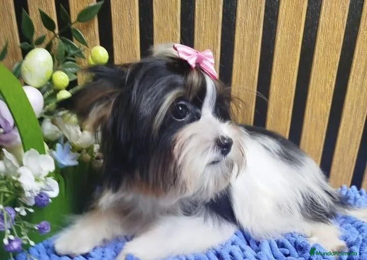 Yorkiepoo perros en venta: Hembra Yorkiepoo - Anuncio 31