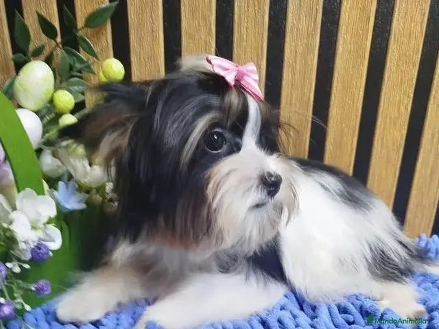 Yorkiepoo perros en venta: Hembra Yorkiepoo - Anuncio 31